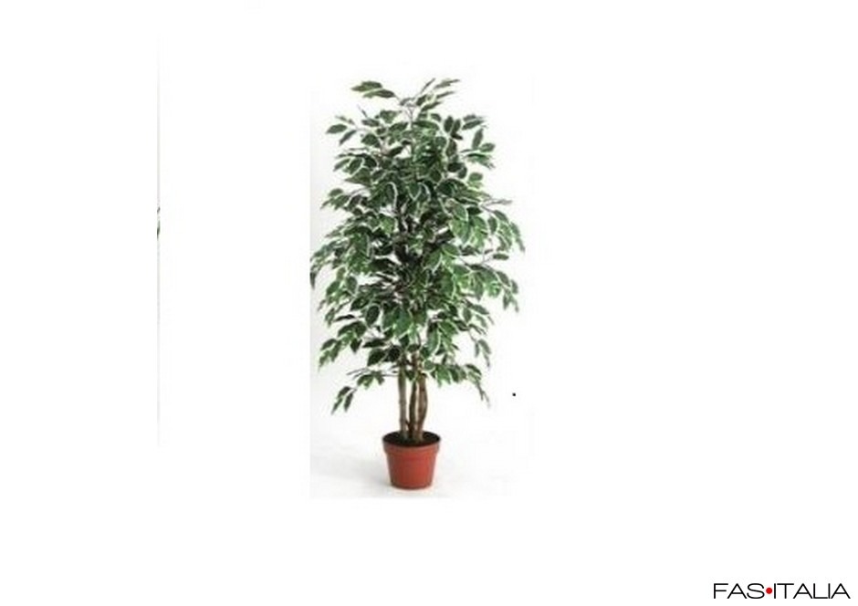 Ficus variegato 125 cm